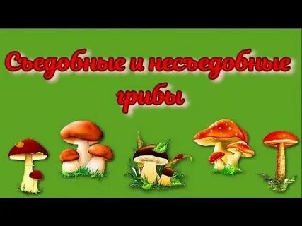 Грибы для детей видео развивающее