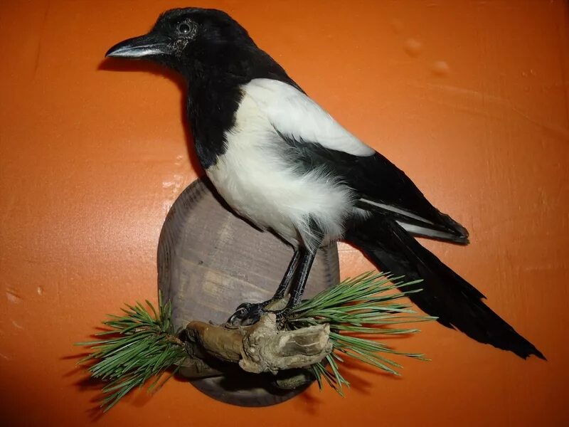 Чучело птицы в интерьере. Таксидермия птиц заславский. Дэниел херст чучела птицы. Как называется чучело птицы. Как называется чучело птицы.