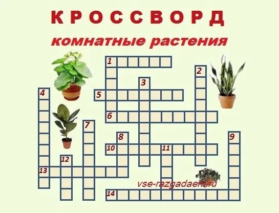 Комнатное растение 7 букв сканворд на д