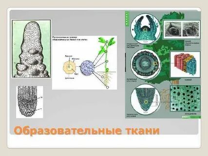 К образовательной ткани относятся клетки