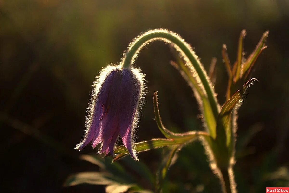 кричащий трава. трова. мятлик луговой текстура. зеленая травка. зелень газон.