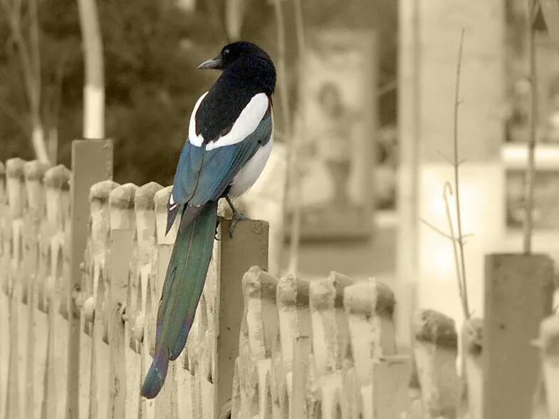 Сорока птица. Зимующие птицы сорока. Сорока обыкновенная. Сороки на заборе. Сорока на заборе.