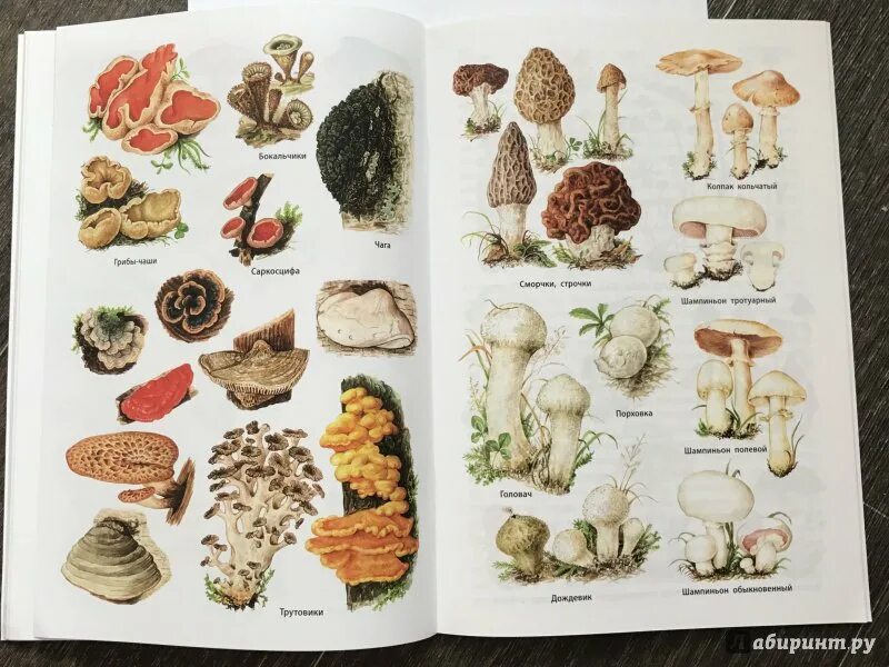 Несъедобные грибы атлас определитель. Атлас определитель грибов съедобных и несъедобных. Грибы съедобные и не съеедобны. Атлас определитель грибов 2 класс съедобные и несъедобные. Атлас определитель съедобные грибы и несъедобные грибы.