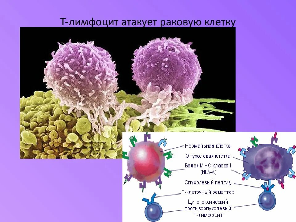 Количество т клеток. Т- лимфоциты клетка. Т-лимфоциты строение клетки. T-лимфоциты атакуют раковые клетки. B лимфоциты строение.
