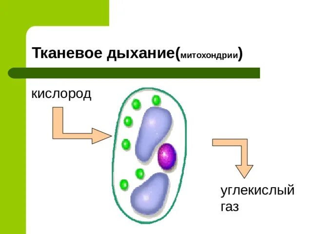 Перемещается углекислый газ из митохондрий в атмосферу. Кислород в митохондриях. Углекислый ГАЗ В митохондриях. Образование углекислого газа в митохондриях. Митохондрия поступление углекислого газа схема.