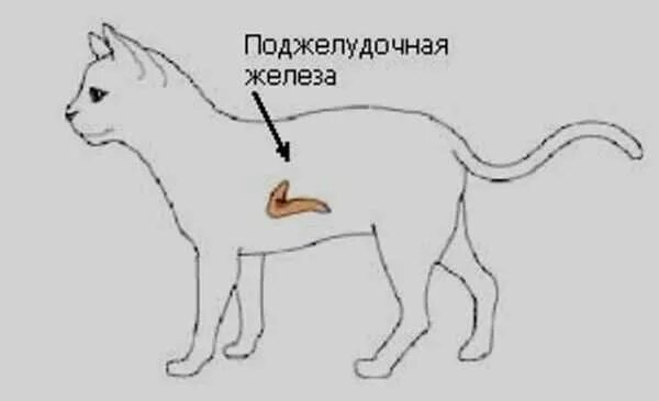 Железа каких животных. Строение поджелудочной железы собаки. поджелудочная железа собаки анатомия. поджелудочная железа кошки. поджелвдлчная железа коше.
