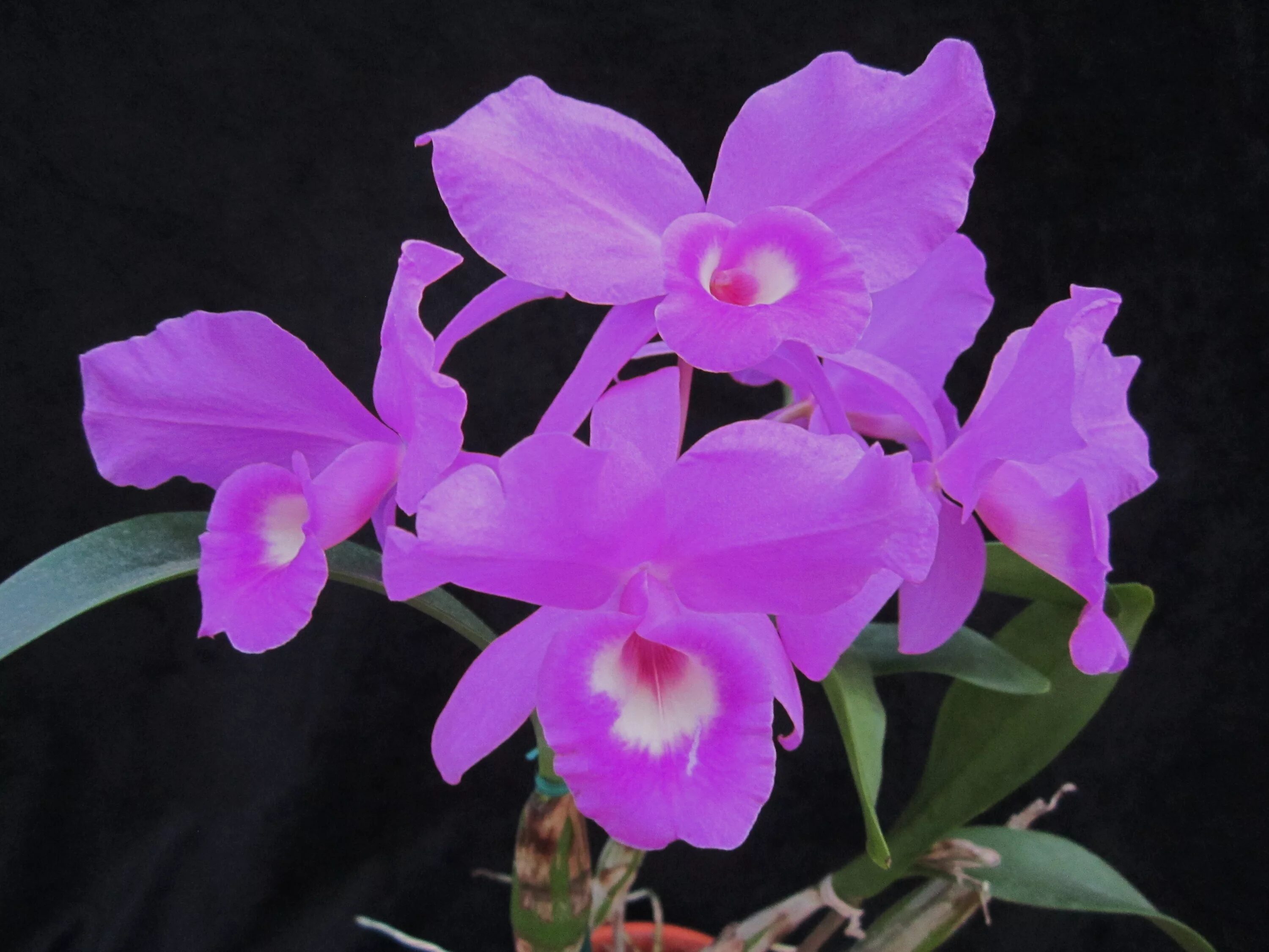 Каттлея. Cattleya skinneri. Катлея Орхидея Каттлея. Guarianthe skinneri.