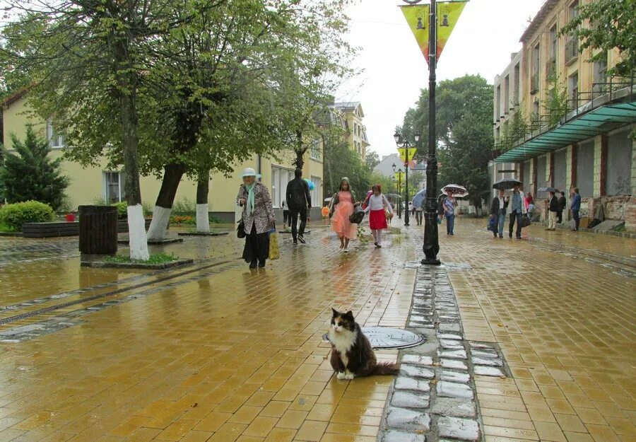 Улица кошек в Зеленоградске Калининградской области. Зеленоградск Котогород. Зеленоградск Калининградской области город котиков. Зеленоградск город котов.