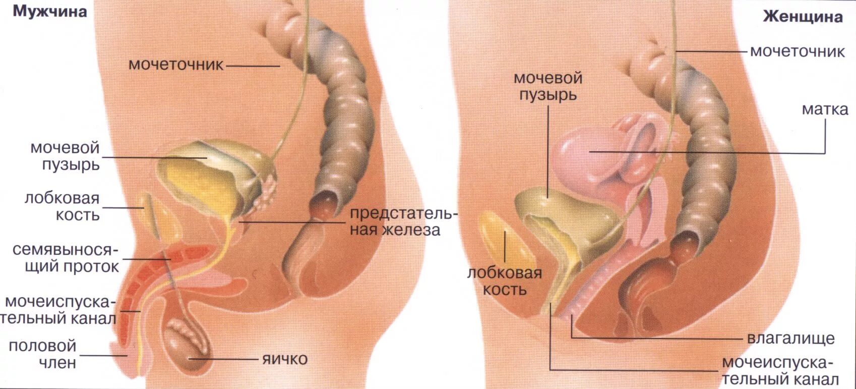 Жжение Во Время Секса