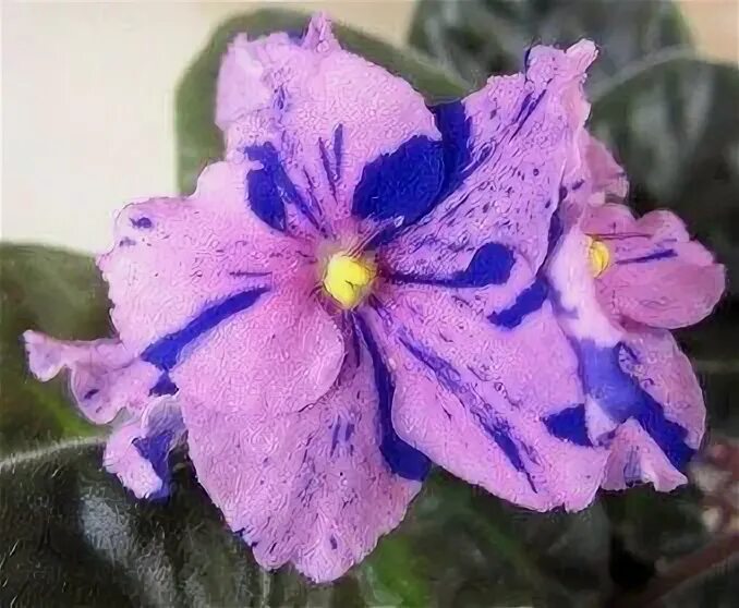 Фиалка rob's bed bug. Фиалка рм франческа. Страна фиалок. Страна фиалок. Ав страна чудес фиалка фото.