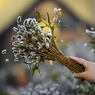 Цветы на вербное воскресенье