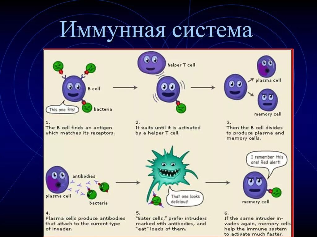 Loads of them. Схема работы иммунной системы. Принцип действия иммунной системы. Как работает иммунитет. А система иммунитета.