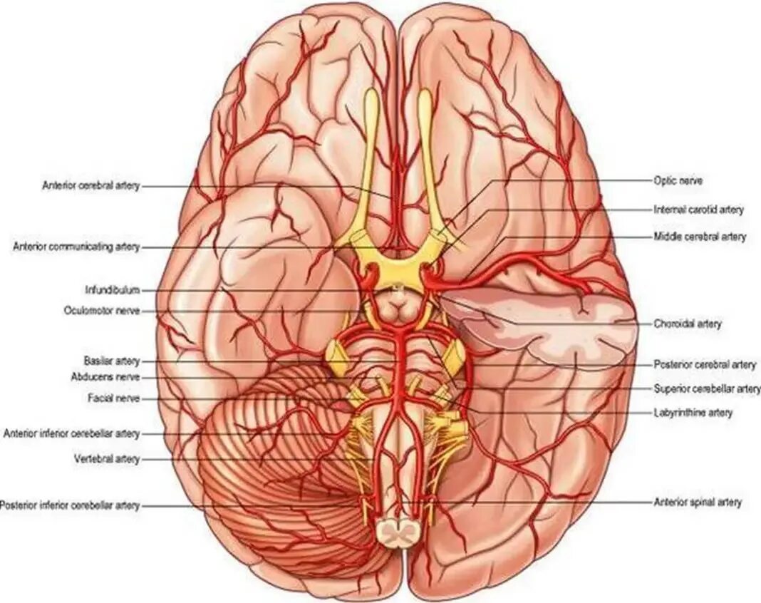 Артерии основания мозга. Базилярная артерия головного мозга. Задняя мозговая артерия анатомия. Базилярная артерия кровоснабжение. Кровоснабжение головного мозга анатомия.
