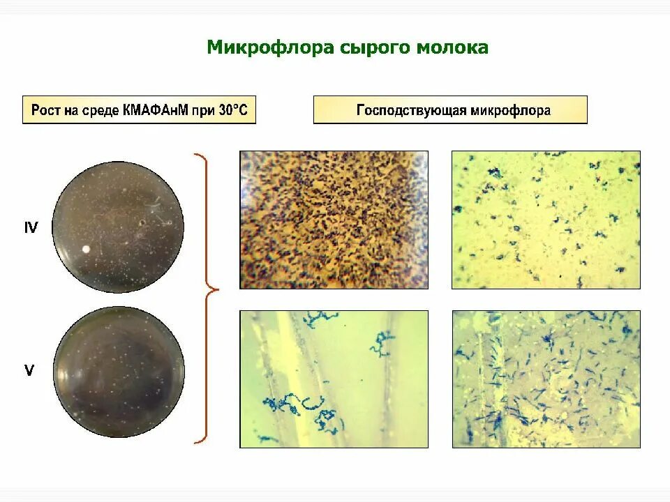 Микрофлора 16. Фаза смешанной микрофлоры молока. микробиология молока. микрофлора молока микробиология. фазы развития микроорганизмов в молоке.