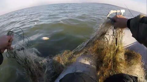 Проверяем сети видео