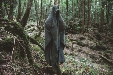 Японский лес самоубийц Аокигахара.