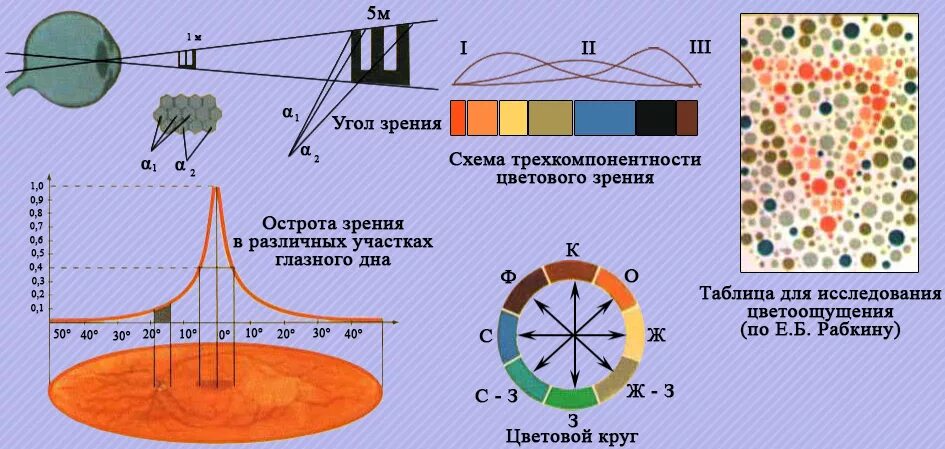 Тест по теме зрение. Цветовое зрение. Аппарат цветового зрения. Цветное зрение физиология. Теории цветового зрения.