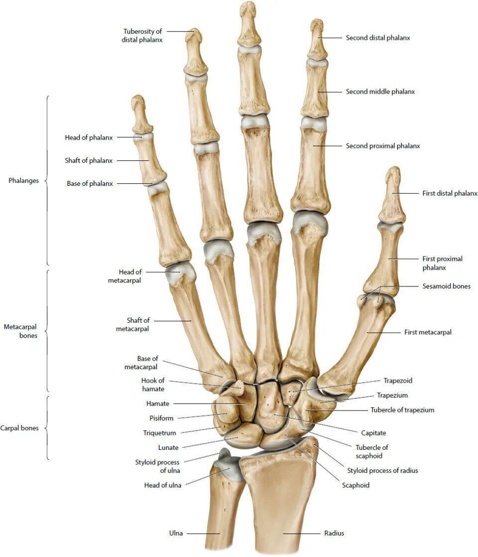 Кости запястья пясти и пальцев анатомия. Кости кисти руки человека анатомия Синельников. Кости пясти анатомия человека. Анатомия костей пясти. Hand bone