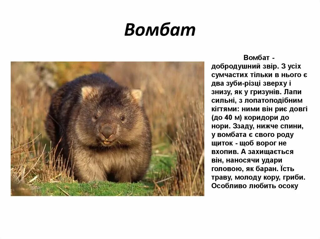 Wombat перевод. Вомбат. Вомбат животное описание. Вомбат сообщение. Животное вомбат сообщение.