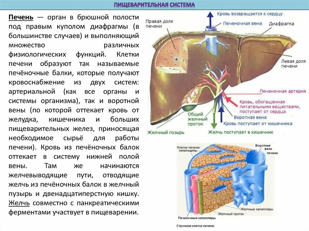 Строение системы печени. Функции печени анатомия. Пищеварительная система печень строение. Печень строение и функции кратко таблица.