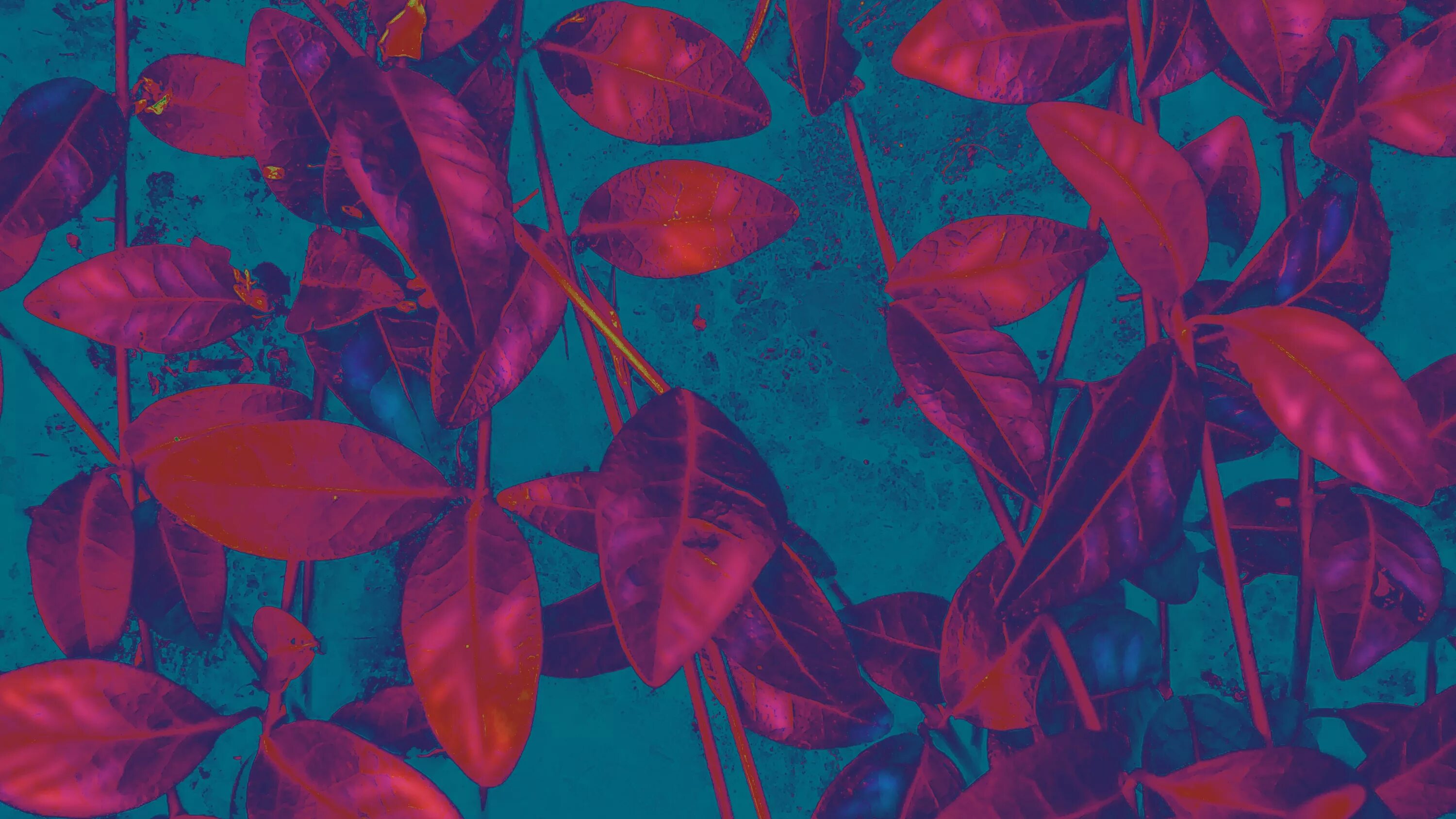Листья фон. Фиолетовые листья. Обои на рабочий стол листья. Тропические листья неон. Plant color