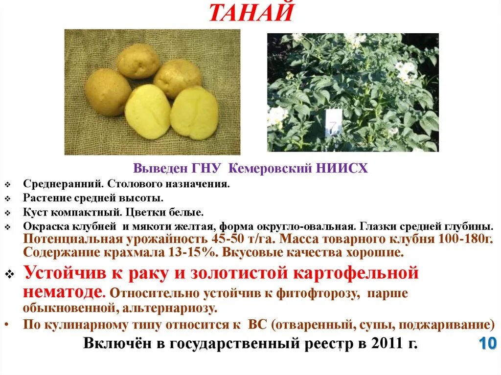 Пароли картофель характеристика. Сорт картофеля Тулеевский характеристика. Тулеевский картофель характеристика. Картофель Тулеевский описание характеристика. Семенной картофель кемеровчанин.