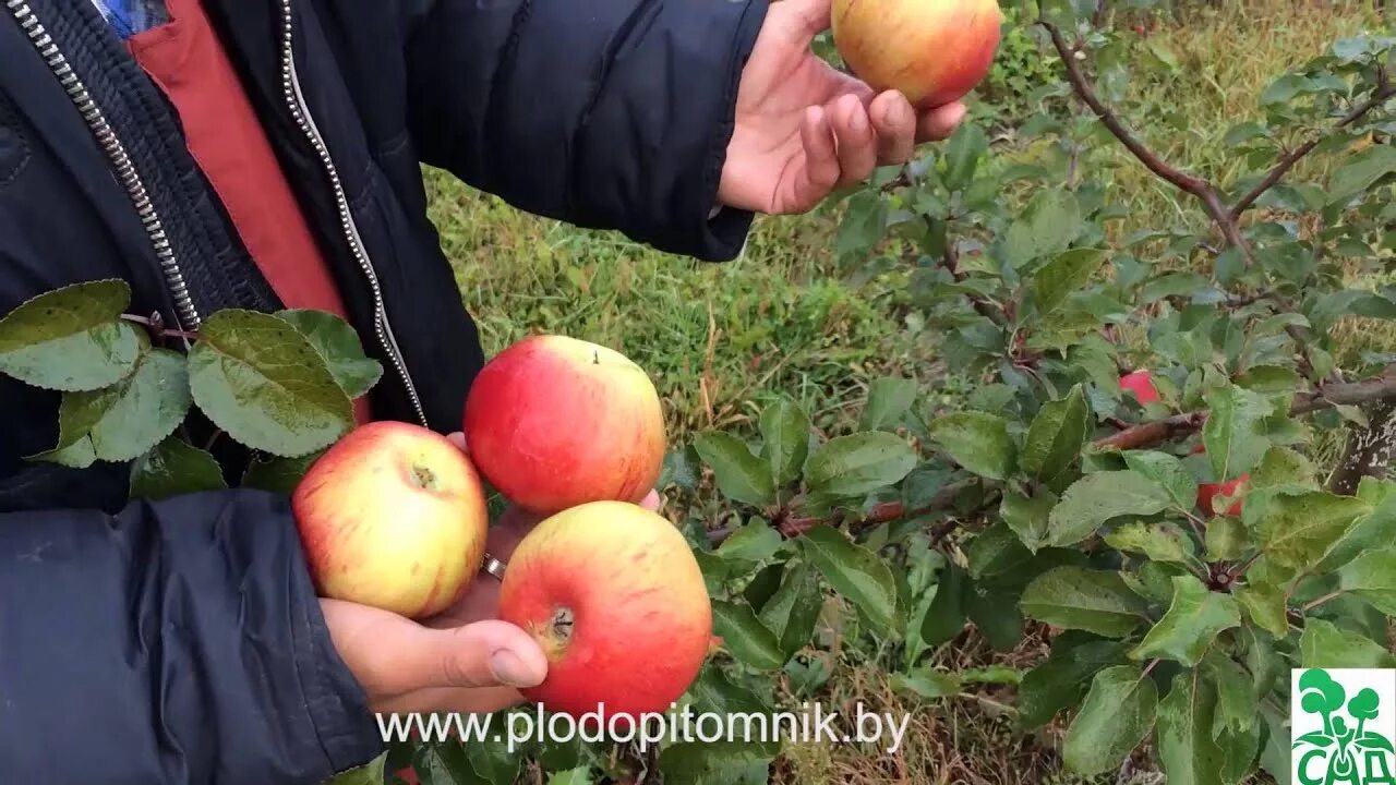 Яблоня Вербное саженцы купить по низким ценам с доставкой в интернет магазине Са