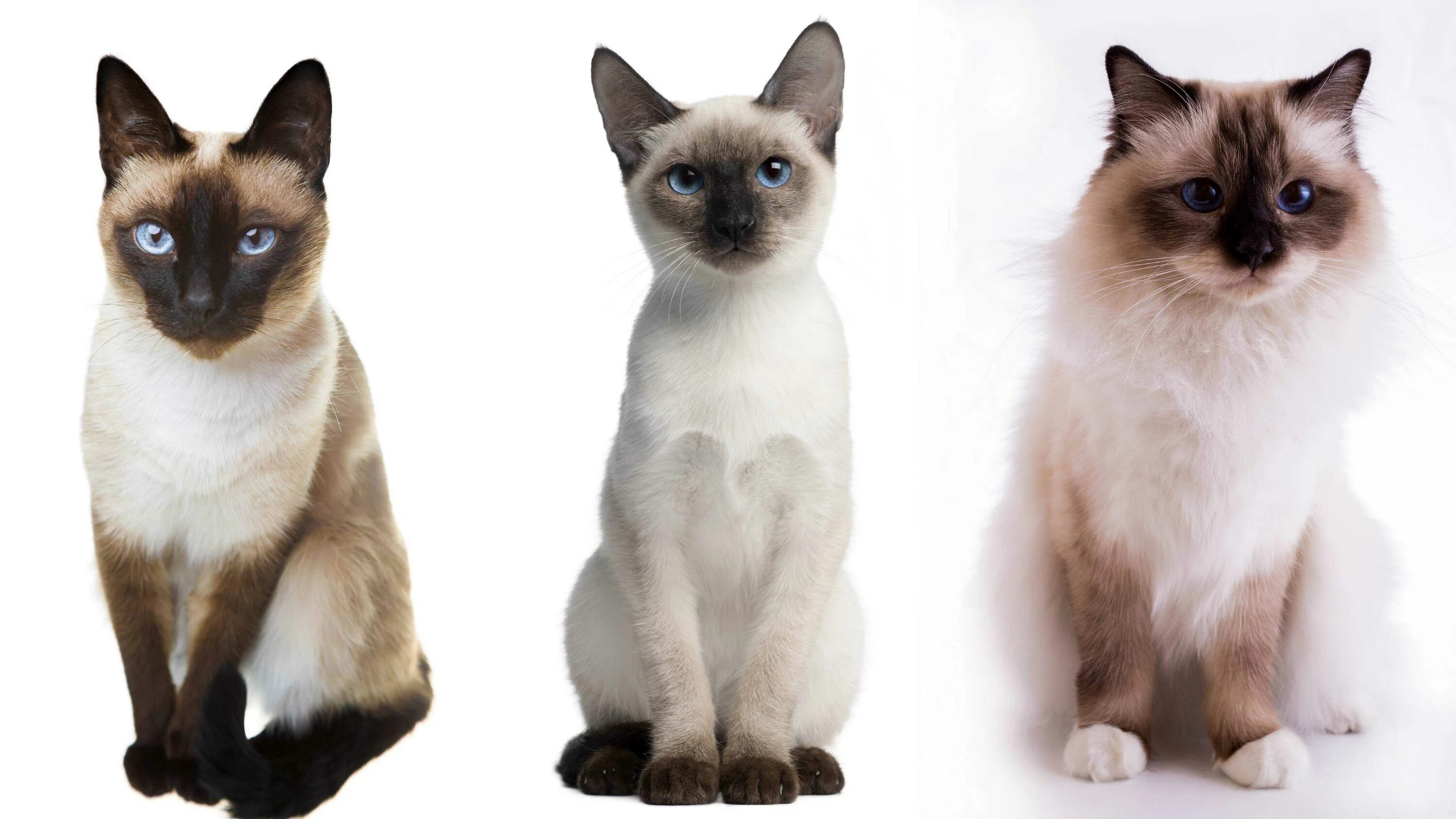 Отличие кошек. Сиамская и тайская. Тайская и Сиамская кошка отличия. Сиамский и тайский кот. Тайская кошка и Сиамская кошка.