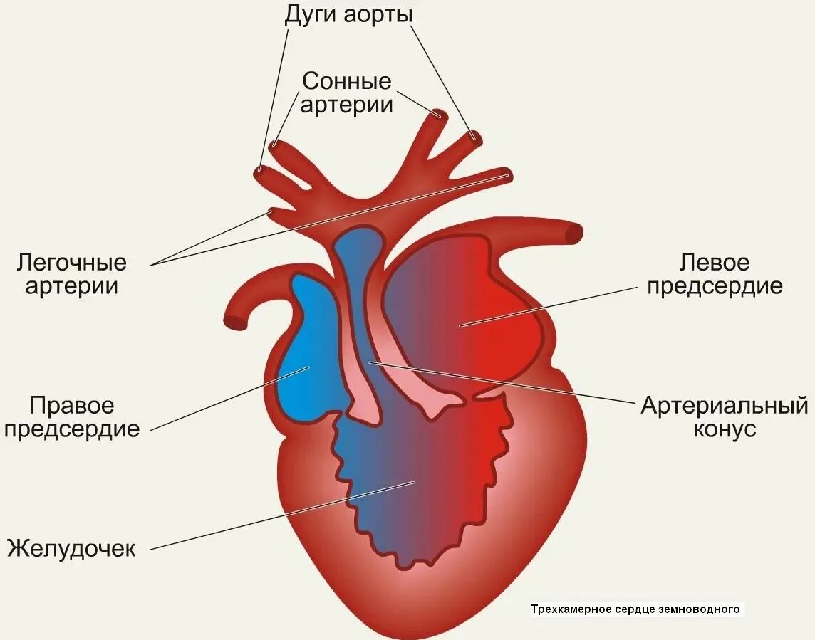 В сердце рептилий имеется. Строение сердца земноводных. Строение сердца амфибий. Схема строения сердца амфибий. Строение сердца земноводных рисунок.