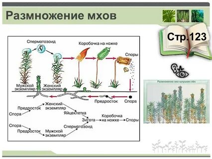 Размножение высших растений