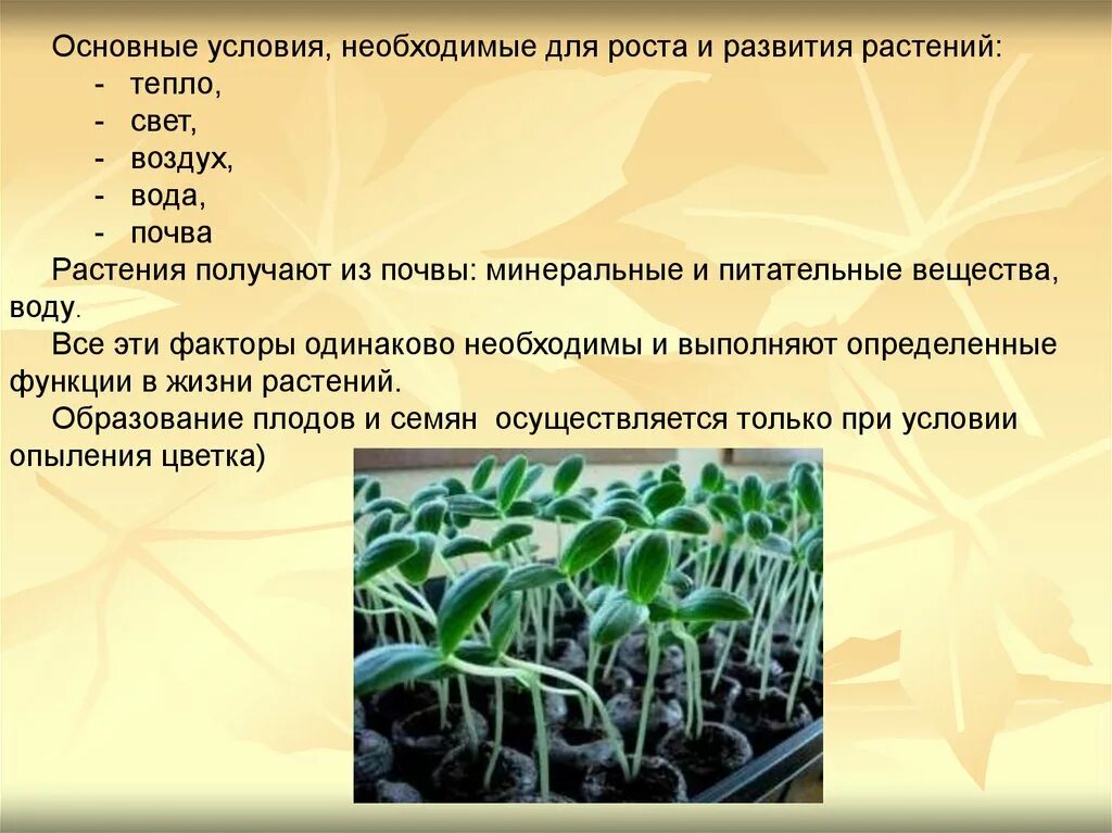 В процессе роста растений происходит выберите. Условия роста и развития растений. Необходимые условия для растений. Условия необходимые для роста и развития растений. Условия необходимые для развития растений.
