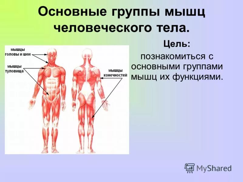 Функция каждой мышцы. Мышцы человека строение и функции. Анатомия мышечной системы. Мышцы человека презентация. Общий вид мышечной системы.