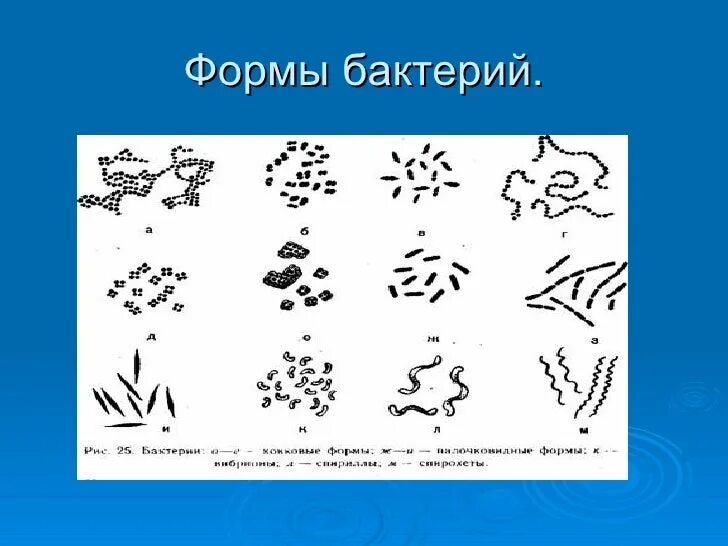 S форма бактерий. Формы бактерий. Ветеренообразные форма бактерий. Ковидные формы бактерий. Формы бактерии аппликация.