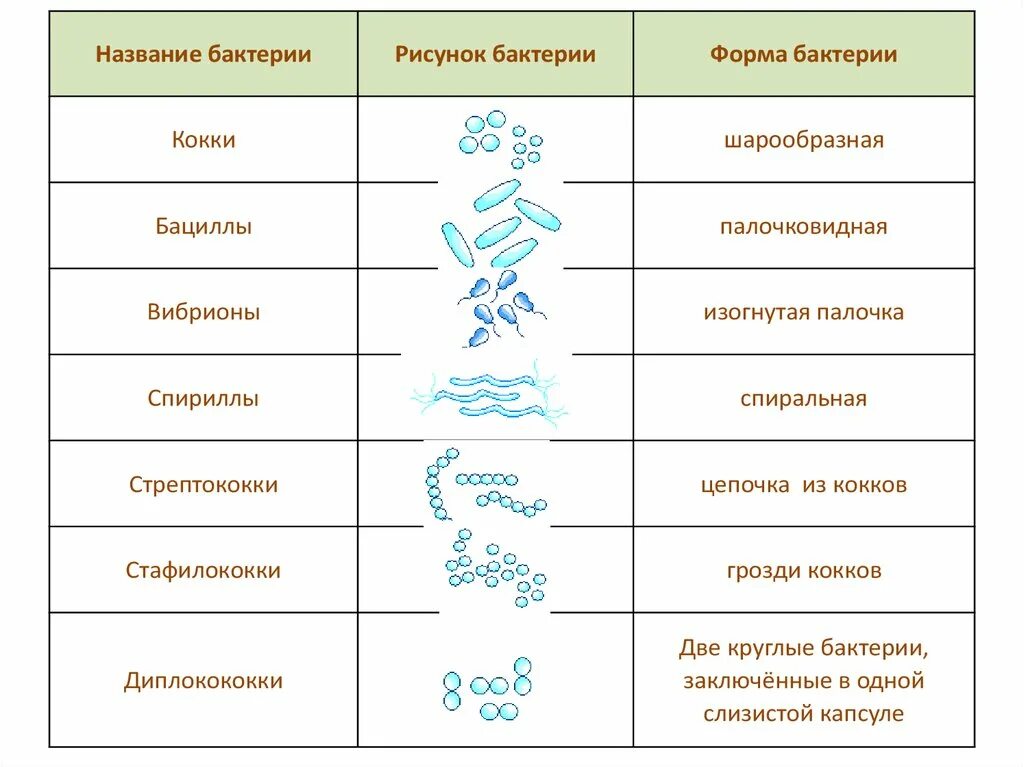 Примеры бактерий биология. Схема формы бактерий 7клпсс. Основные формы бактерий микробиология таблица. Схема форм бактерий 5 класс биология. Формы бактериальных клеток таблица.