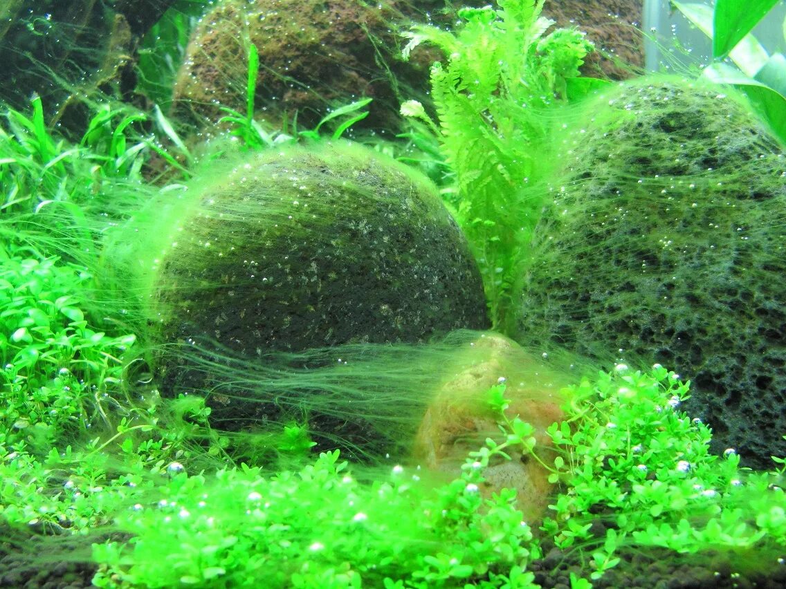 Аквариум водоросли нитчатка. Нитчатка кладофора. Кладофора водоросль. Нитчатка, нитчатые водоросли.