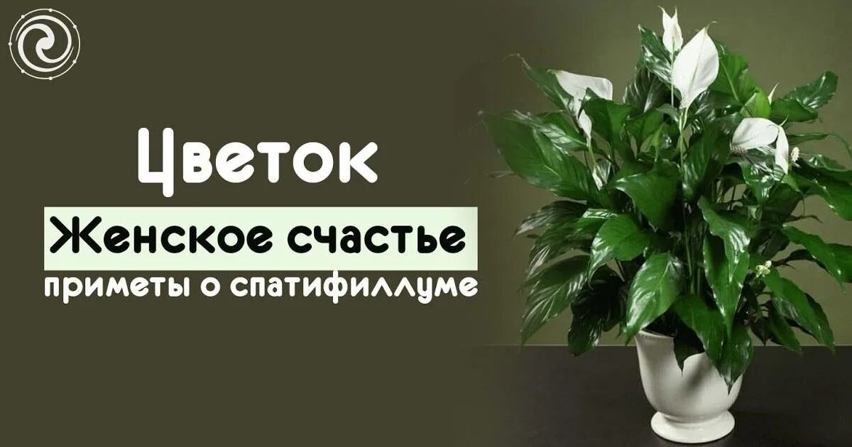 родина спатифиллум комнатного растения. спатифиллум приметы и суеверия для женщин. женское счастье значение. женское счастье значение. спатифиллум легенда.