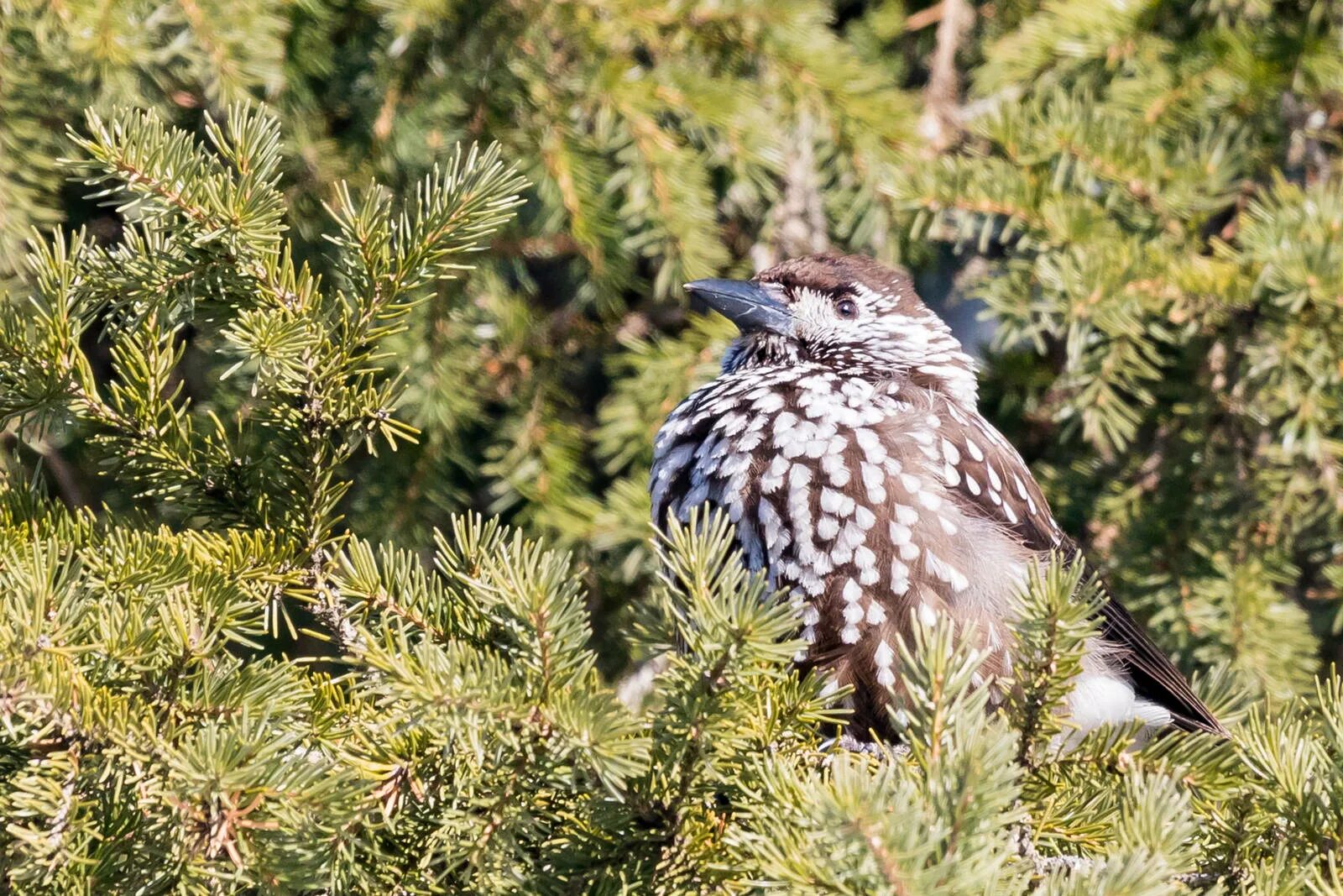 Сибирская кедровка. Кедровка сибирская птица. кедровка в тайге. кедровка ореховка. кедровка таежная птица.