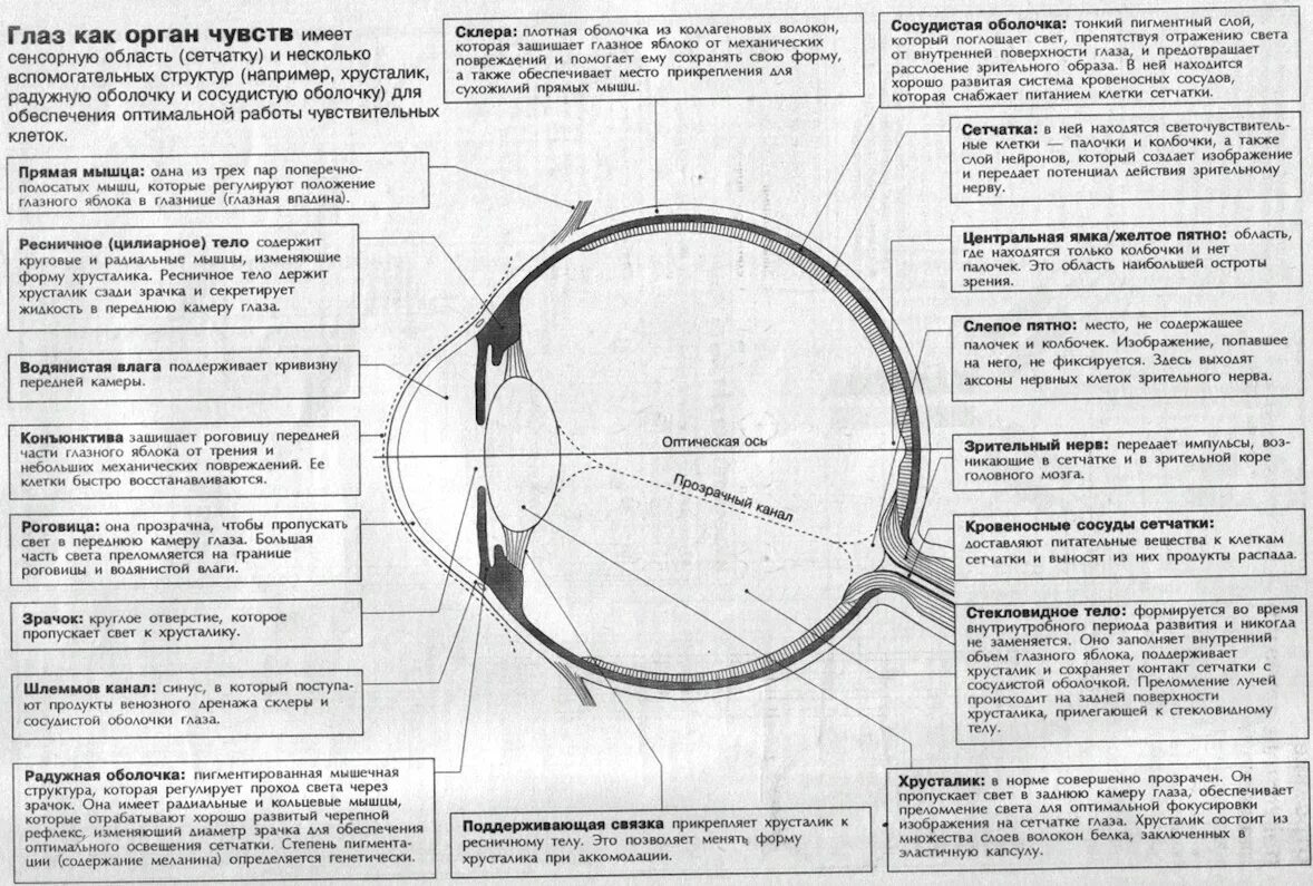 Роговица зрительная зона коры мозга стекловидное тело. Строение глаза шлеммов канал. Строение глаза задняя водянистая камера. Строение глаза ЕГЭ биология 2023. Шлеммов канал глазного яблока.