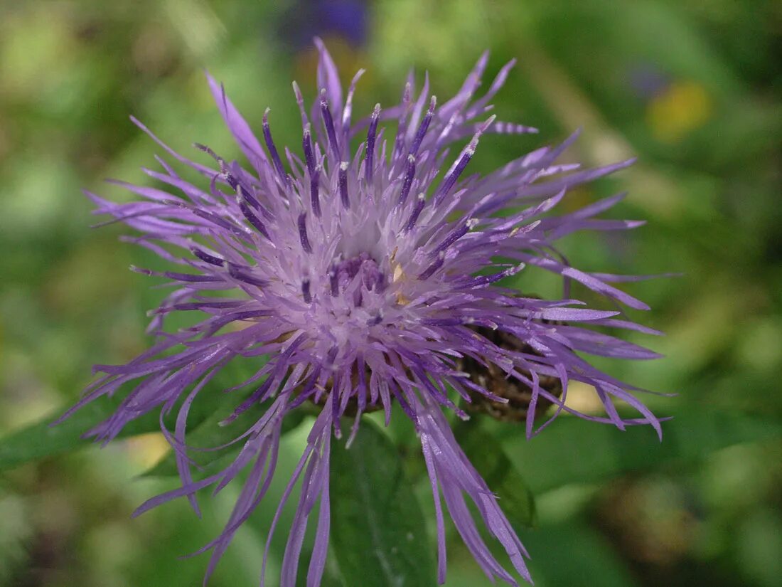 Василек соцветие. Василек Луговой соцветие. Centaurea virgata это. Василек Луговой белый. Василек Луговой семена.