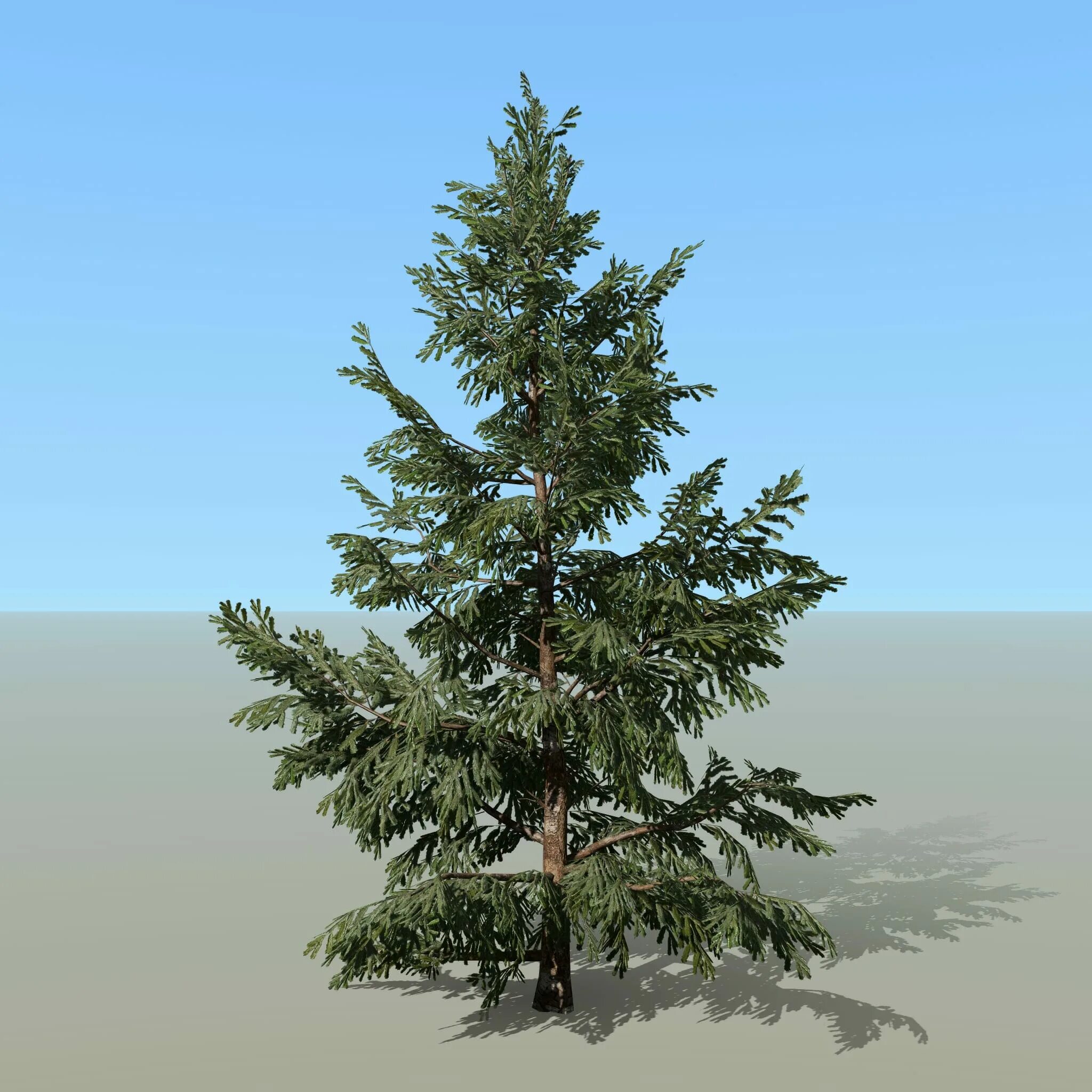 Spruce SPEEDTREE. SPEEDTREE ель. Елка в SPEEDTREE. SPEEDTREE Pine. Tree елка