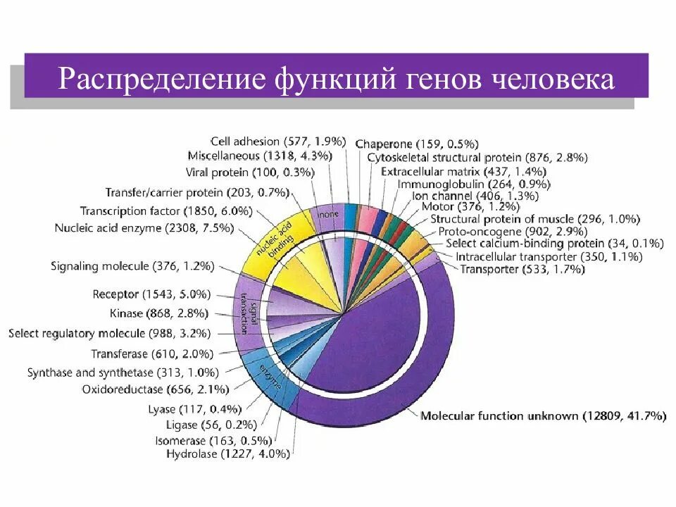 Сколько генов у мужчин