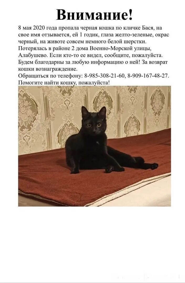 Не всегда откликается на имя. Бася полное имя. имена для кошек. кличка для черного котенка.