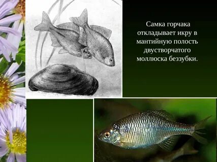 Беззубка и окунь