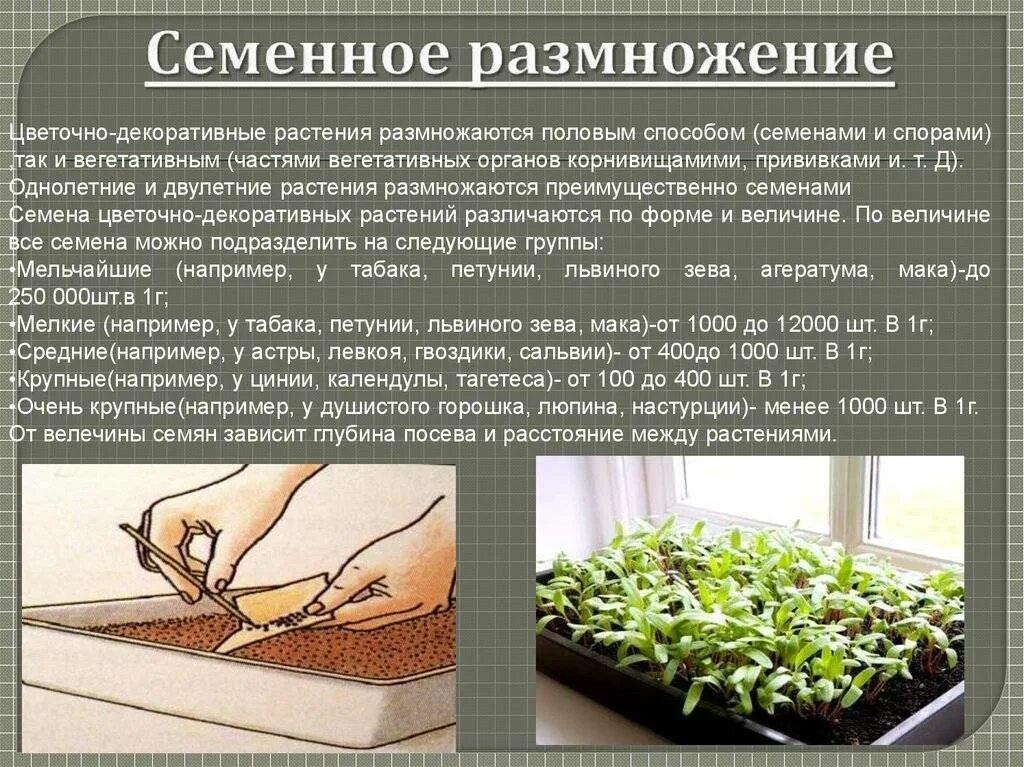 Смененное размножение. Семенное размножение. Семенное размножение растений. Семенное размножение цветов. При вегетативном размножении используются