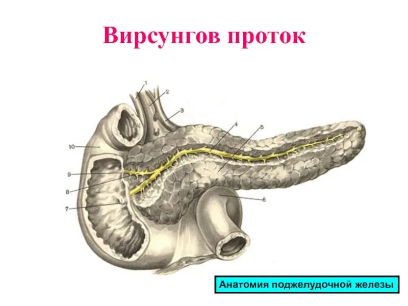 Вирсунгов проток это