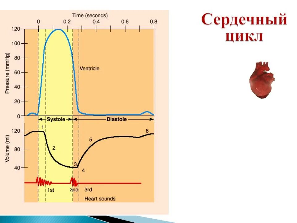 Сердечный цикл диаграмма Уиггерса. Фазы сердечного цикла схема физиология. Сердечный цикл физиология давление. Давление в левом желудочке и аорте.