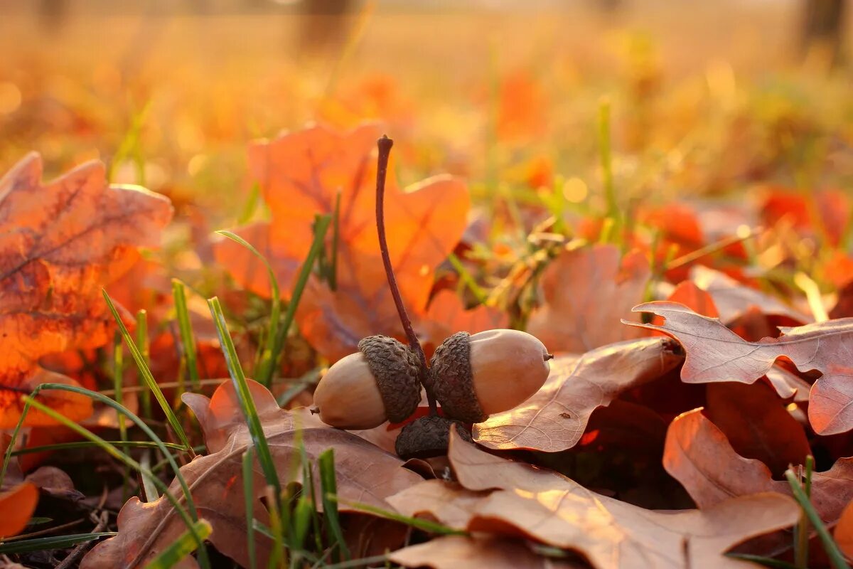 Осенние листья на земле. Осенние желуди. Осенние листья. Осенняя фотосессия. Осенние листья коллаж.