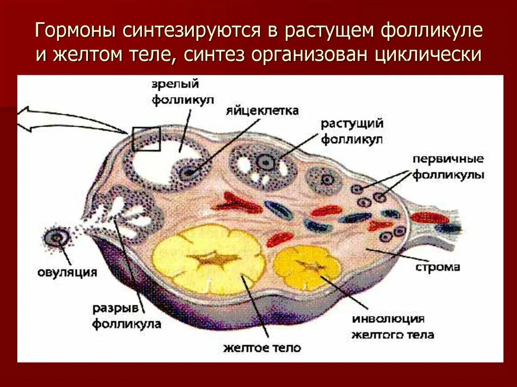 Гормоны, синтезируемые фолликулом и желтым телом.. Растущие фолликулы яичника. Образование желтого тела.