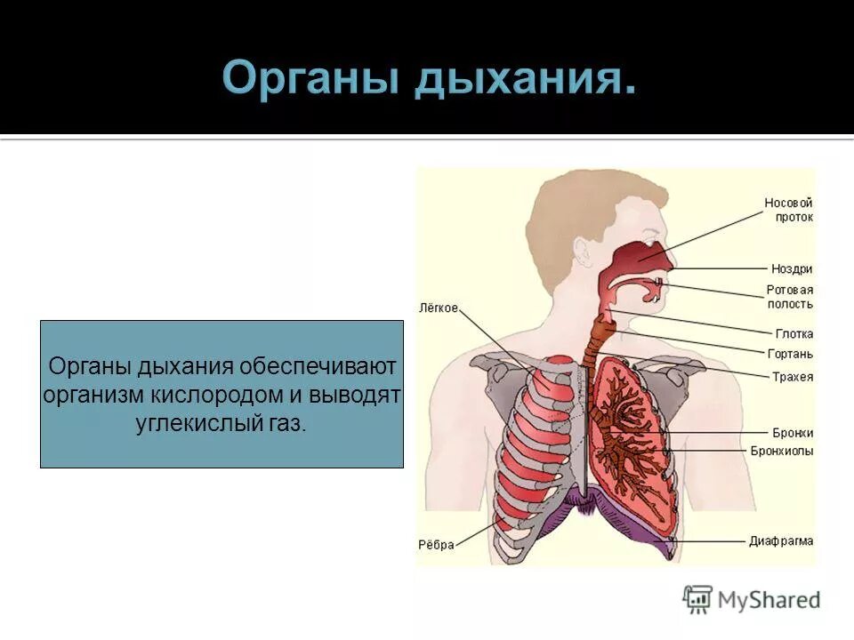 Лист группа органов