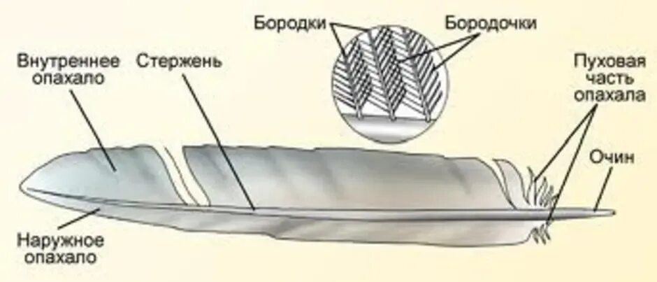 Схема строения контурного пера. Схема строения контурного пера птицы. Строение контурного пера птицы рисунок и основные части. Строение контурроениного перо птицые.